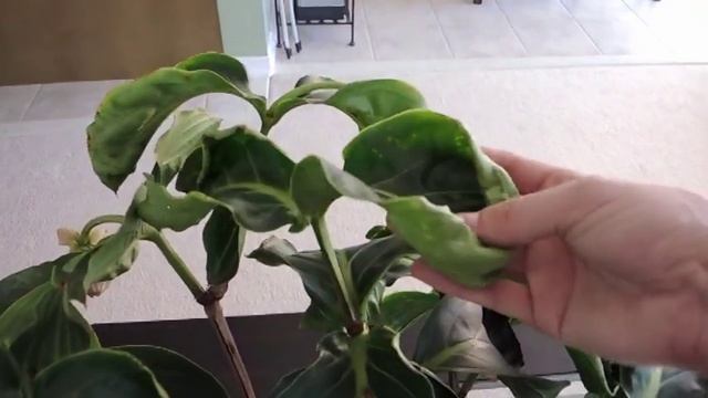 Medinilla Magnifica - Update and Flowering смотреть онлайн