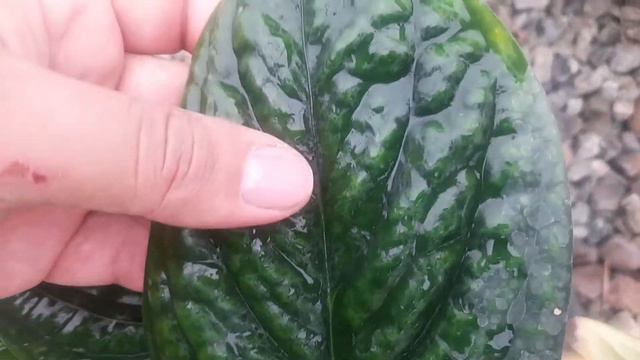 Monstera Peru ( Monstera Karstenianum )