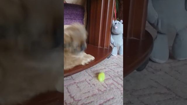 Игрушка играет с игрушкой смотреть онлайн