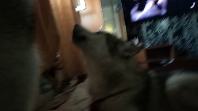 маламут поёт смотреть онлайн