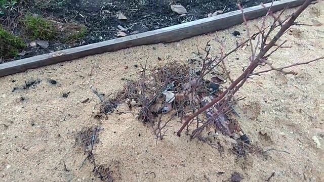 укрытие голубики смотреть онлайн