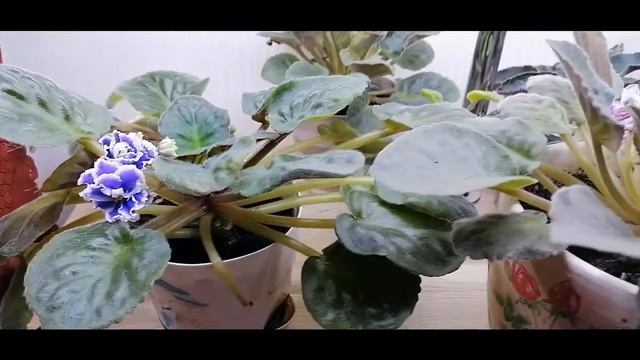 Мой стеллаж с подсветкой для фиалок смотреть онлайн