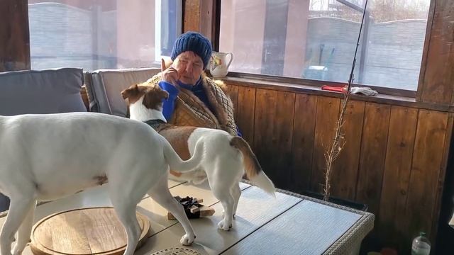 Собрались на террасе и включилась сирена смотреть онлайн
