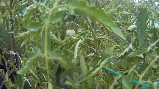 ТОМАТ ПУДОВИК. 2021 Томаты в открытом грунте. смотреть онлайн