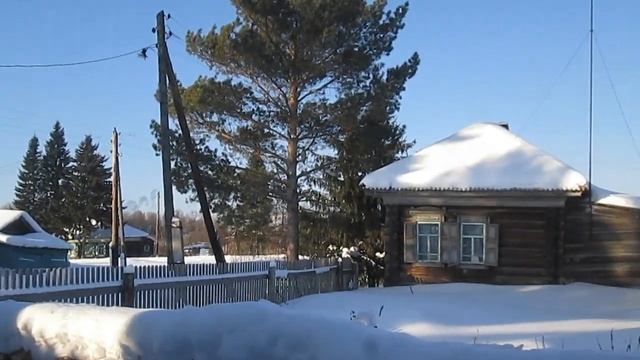 Молодой ястреб-тетеревятник. смотреть онлайн