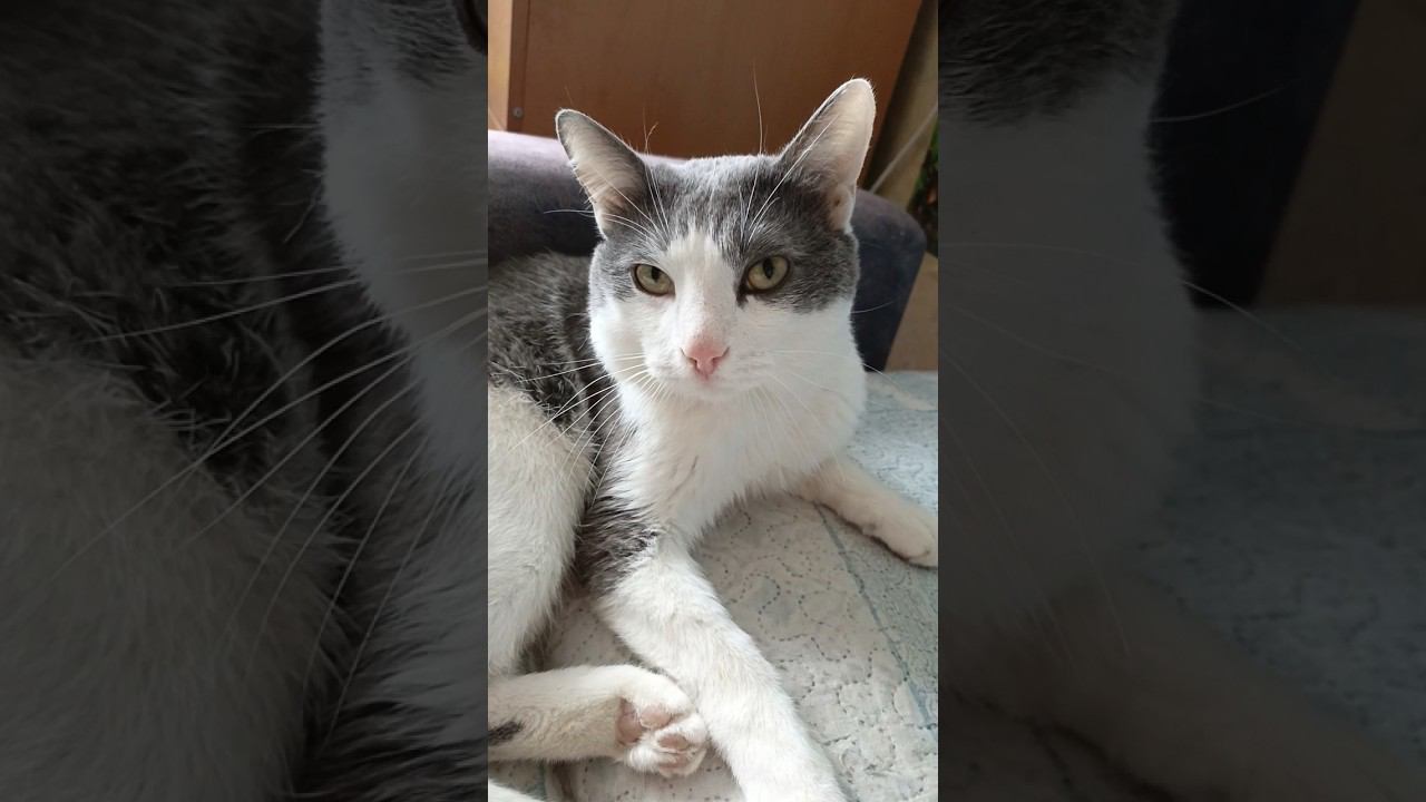 Любимый кот, самый милый. #кот #мурзик #любовь #питомец #лайк #котики смотреть онлайн