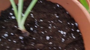 пересадка мелких деток гиппеаструма Alfresco