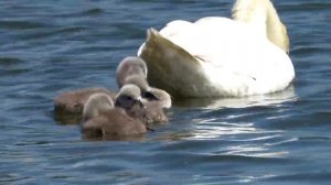 ИНТЕРЕСНЫЕ ФАКТЫ О ЛЕБЕДЯХ