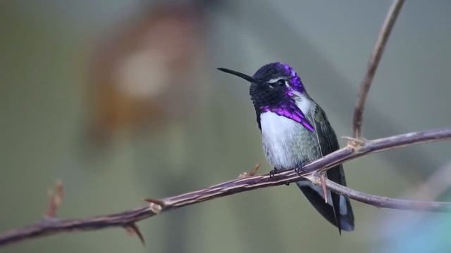 Музыка для медитации утром. Настрой на приятный день. Пение птиц смотреть онлайн