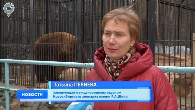Животные в Новосибирском зоопарке вышли из спячки смотреть онлайн