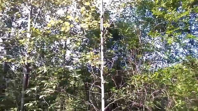 Собираем грибы в лесу смотреть онлайн