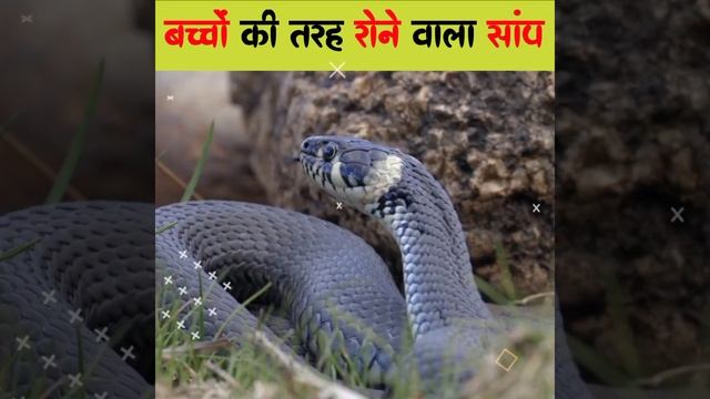 black mamba snake facts ? | black mamba snake speed ? | Hindi Facts #shorts смотреть онлайн