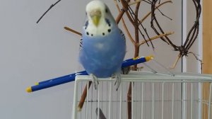 5 признаков что попугай болеет. @Пернатик's life .