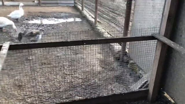 Как приручить голубя к новому дому/ Николаевские голуби Андрея Животовского/ смотреть онлайн