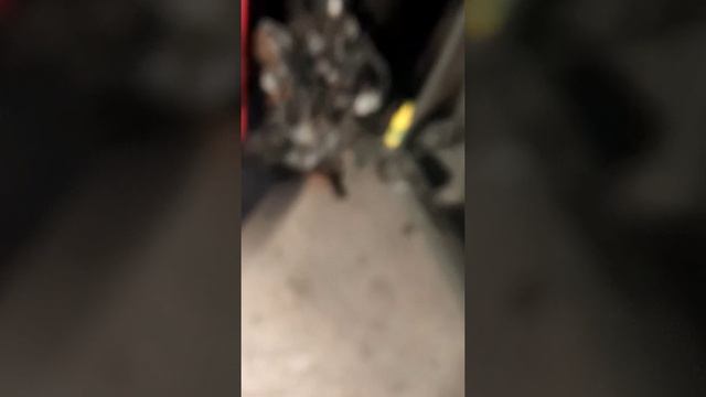 2003 Volkswagen Beetle 2.0 Engine Swap(2)