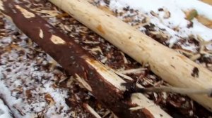 Как ошкурить дерево? / Для чего снимать кору с дерева?