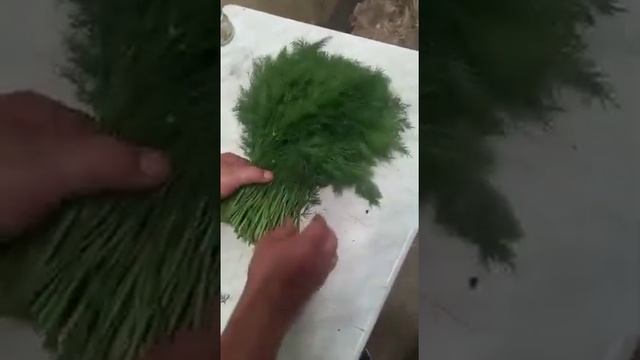 Укроп оптом смотреть онлайн