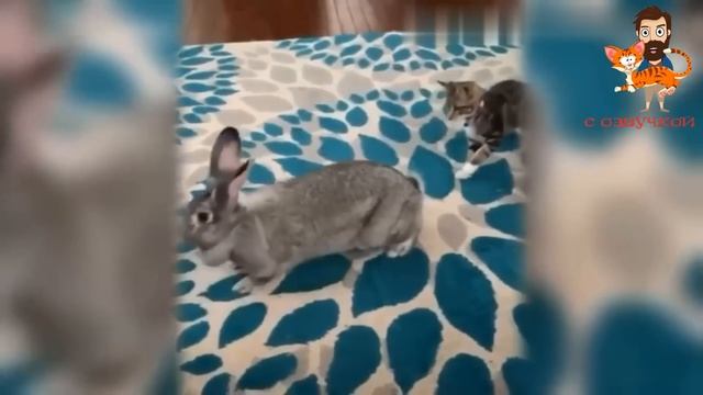 Приколы с котами! Самая смешная ОЗВУЧКА животных 2022! #2 смотреть онлайн
