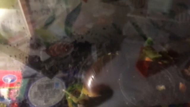 2 серия из жизни улиток! смотреть онлайн