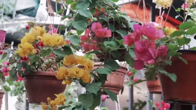 Зелёный офис - это экологично и современно! смотреть онлайн