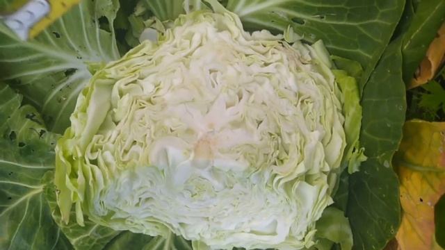 Капуста гигант МЕГАТОН и скороспелка ТРАНСФЕР смотреть онлайн