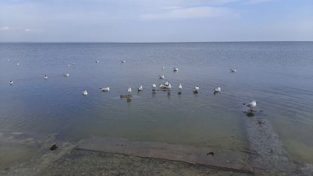 9.03.2023. чт. Просто чайки на море. 2. смотреть онлайн