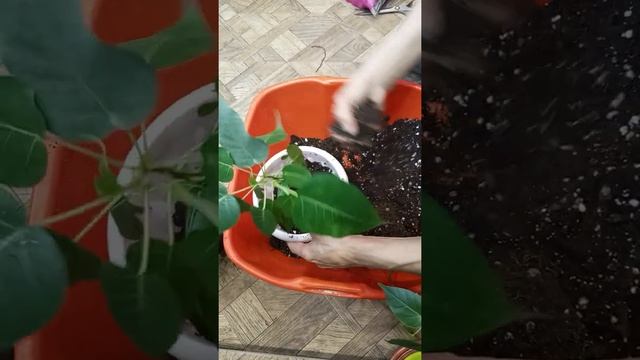 Пересадка Фикуса Священный Эдем,выращенный из семечка. смотреть онлайн