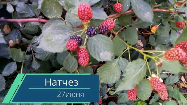 Натчез 2 смотреть онлайн