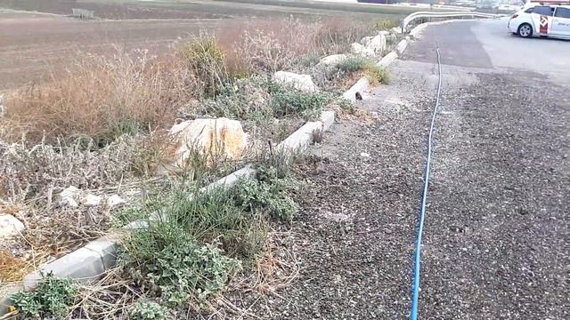 Грызуны, погода и плохое настроение:) смотреть онлайн