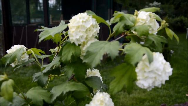 Майское цветение2013 смотреть онлайн