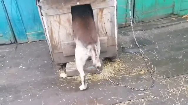 Дик готовится к Зиме. Как готовиться к зиме. смотреть онлайн