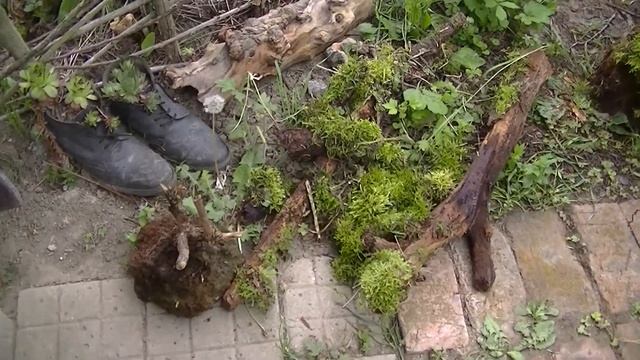 Японский сад. Сад мха. Сад камней. смотреть онлайн