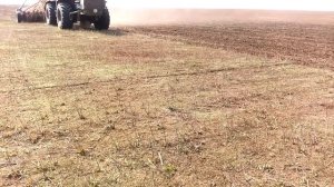 Посев сафлора по предшественнику озимая пшеница.