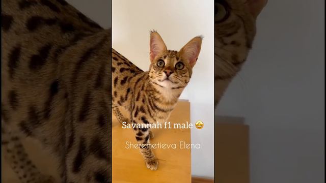 Savannah F1 Male 🤩 #savannah