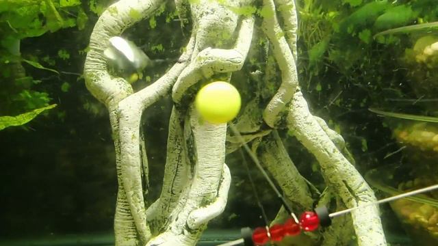 Rig Flag Bait Arm made exclusively by 1-2-3 Fishing Rigs. смотреть онлайн