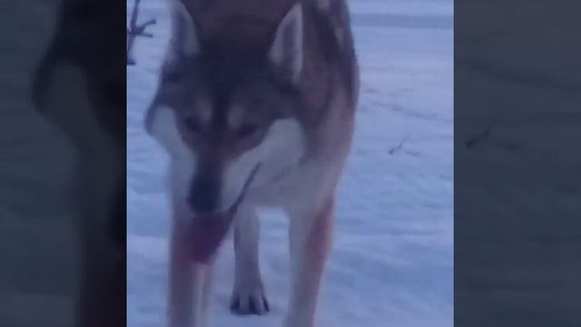 Dog video: Lapland Finland, Kittilä смотреть онлайн