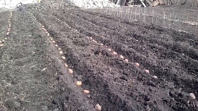 сажаем картофель под солому смотреть онлайн