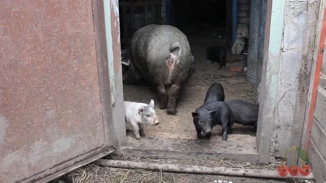 Свинья Корейская с поросятами смотреть онлайн