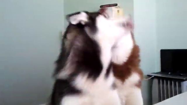 Smiling Husky (Sky and Lucy) смотреть онлайн