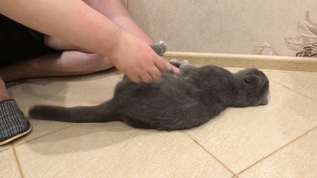 Почему коты не любят, когда трогают хвост? Кота нельзя тянуть и дергать за хвост! смотреть онлайн
