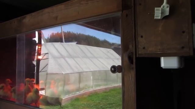 Брудер и суточные гусята. смотреть онлайн