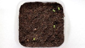 Молодило из семян