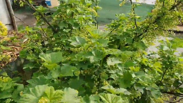 148. Возвратные заморозки в Мае. Виноград ВСЕ. смотреть онлайн