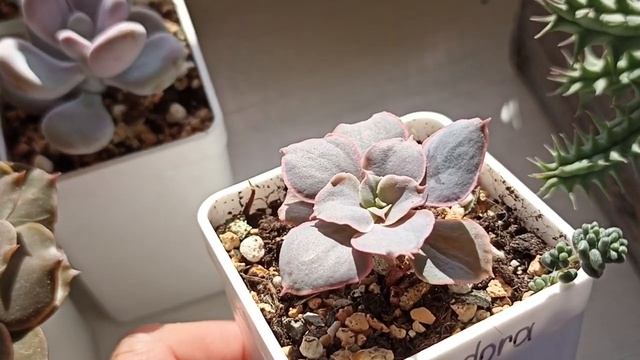 Echeveria Pandora смотреть онлайн