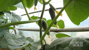 Семена огурца Уникум F1 Видео обзор  "Фермер-Центр"