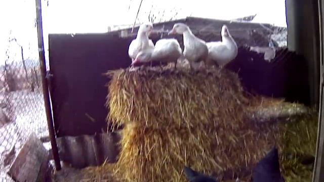 Зимние работы в птичнике (часть 3) смотреть онлайн
