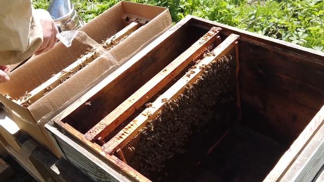 Заселяем ульи пчелами. /Пчеловодство для начинающих/ смотреть онлайн