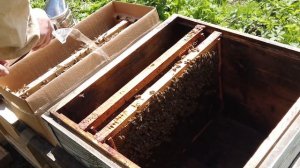 Заселяем ульи пчелами. /Пчеловодство для начинающих/