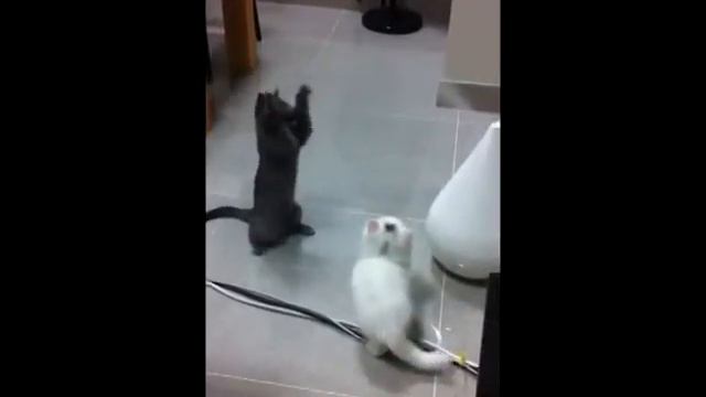 Смешные кошки ловят пар смотреть онлайн