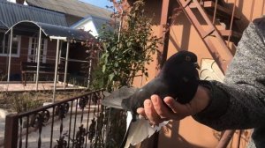 Николаевские голуби. Полёт Николаевских голубей 2020. Обзор Николаевских голубей Украина?